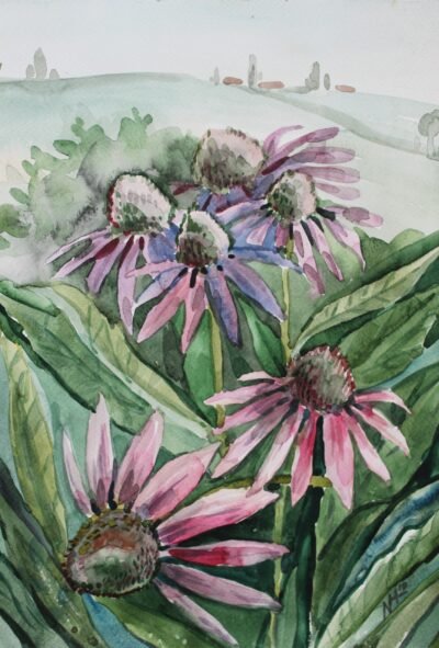 Piemont. Echinacea