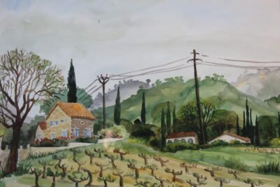 Weinberg. St. Tropez